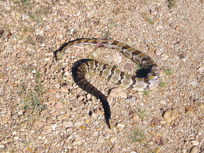 Rattlesnake 8-9-07.JPG