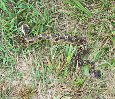 Hog Nose Snake.jpg