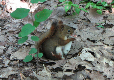 Red Squirrel in WI.jpg