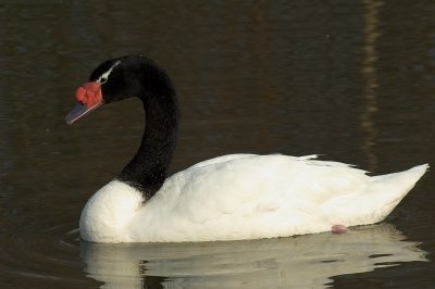 Black-necked Swan