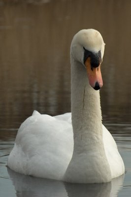 Mute Swan