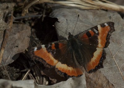 Milbert's Tortoishell Ottawa DSC_0148.jpg