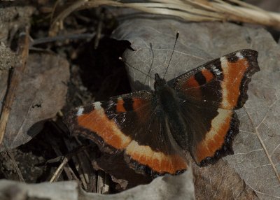 Milbert's Tortoishell  Ottawa DSC_0148.jpg