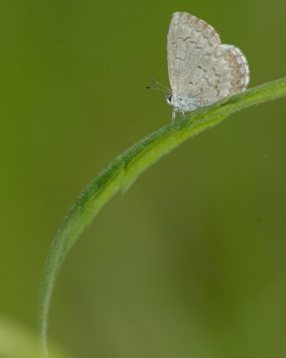 arthropods