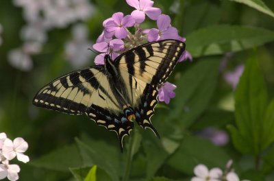 Canadian Tiger Swallowtail Papilio canadensis Montebello DSC_0066.jpg