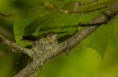 Ruby Throated Hummingbird in nest Mont Saint-Bruno DSC_0146.jpg