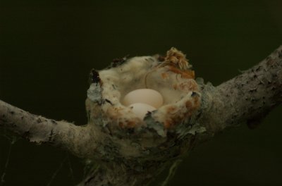 Ruby Throated Hummingbird eggs in nest Mont Saint-Bruno DSC_0158.jpg