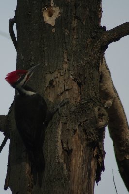 Piliated woodpecker Mud Lake Ottawa DSC_0181.jpg