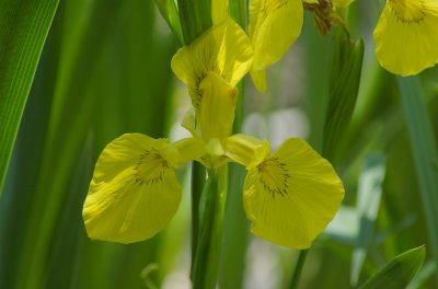 Yellow-flag Iris pseudacorus Montebello DSC_0080.jpg