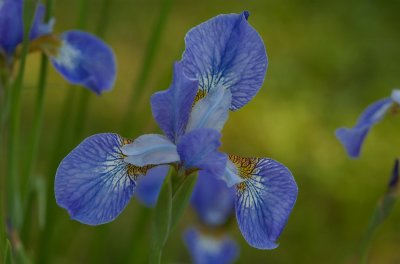 Iris versicolor L. Montebello Quebec  DSC_0110.jpg
