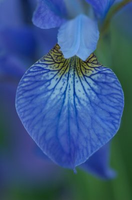 Iris versicolor L. Montebello Quebec DSC_0113.jpg