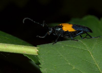 Desmocerus palliatus Oka Provincial Park DSC_0165.jpg