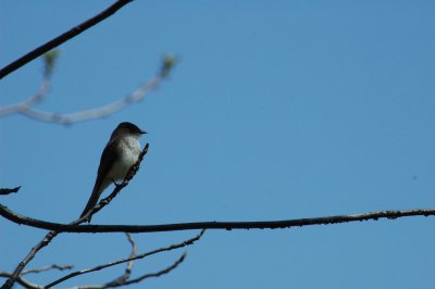 Flycatcher sp Mont Saint-Bruno DSC_0490.JPG