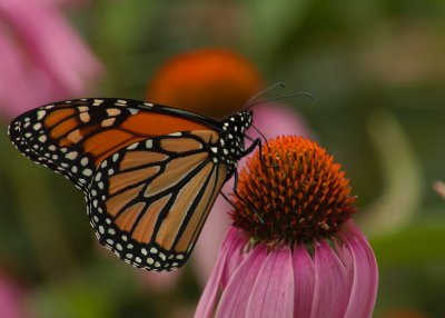 Danaus plexippus DSC_0045.jpg