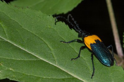 Desmocerus palliatus Oka DSC_0164.jpg