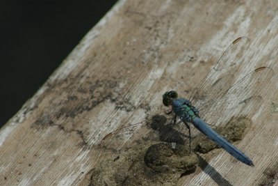 Rideau River Ottawa Near Chapman Mills Dragonfly DSC_0160.jpg