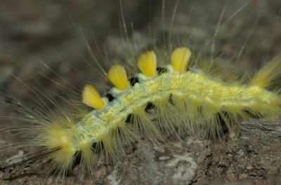 Caterpillar with fake parasitoid eggs (tuft of hair) on back DSC_0035.jpg