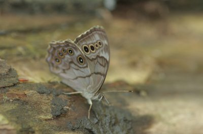 Northern Pearly-Eye DSC_0419.jpg