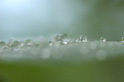 Water droplets on leaf surface DSC_0462.jpg