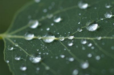 Water droplets on leaf veines DSC_0469.jpg