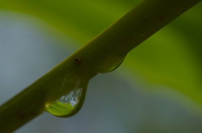 Water droplets on stem DSC_0485.jpg