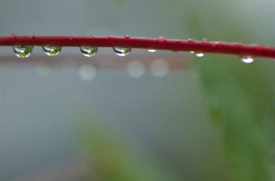 Water droplets on red stem DSC_0493.jpg
