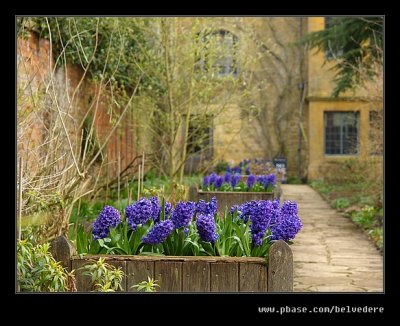 Hyacinths, Hidcote Manor