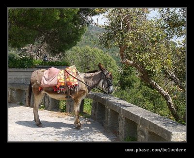 Donkey Per Senhorina, Monchique, Algarve, Portugal