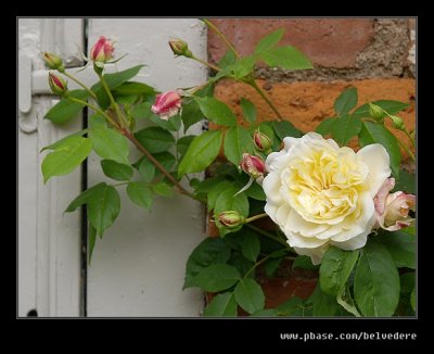 Croft Castle Walled Gardens #05