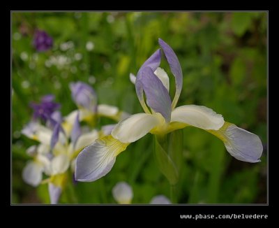 Croft Castle Walled Gardens #09