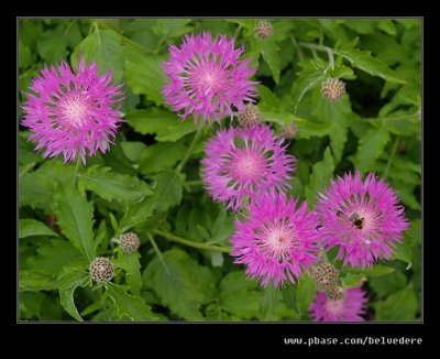 Croft Castle Walled Gardens #10