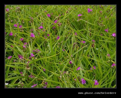 Croft Castle Walled Gardens #13