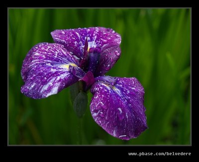 Biddulph Grange #08