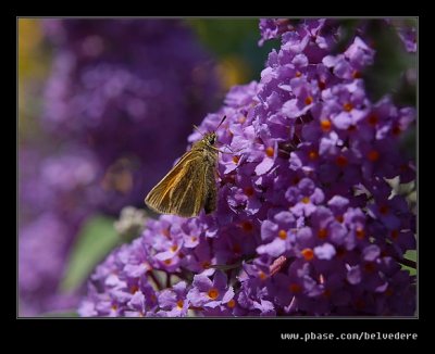 Wightwick Manor #39