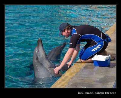 Dolphin #7