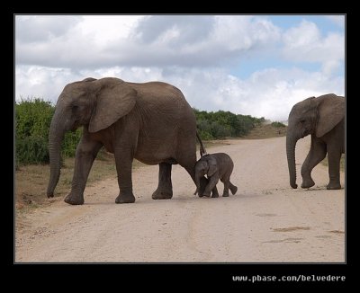 Elephants Crossing, Addo