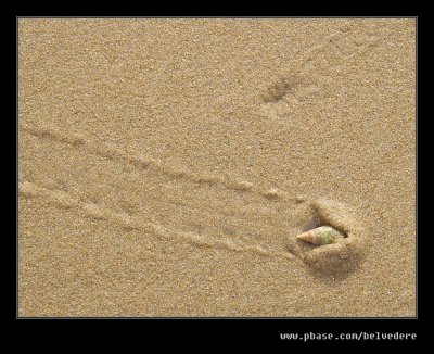 Beach Burying Snail