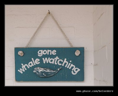 Gone Whale Watching