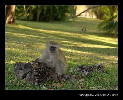 Vervet Monkey