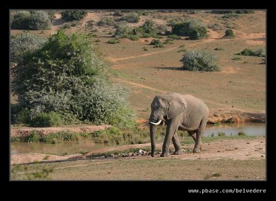 Lone Elephant #2