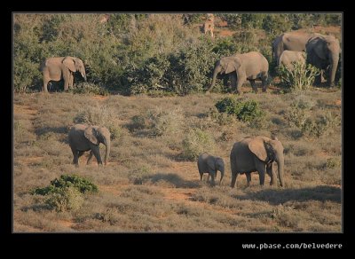 Elephants Heading for Water #1
