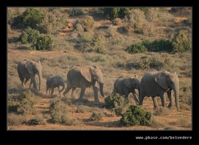 Elephants Heading for Water #2