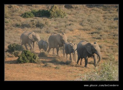 Elephants Heading for Water #3