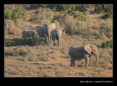 Elephants Heading for Water #4