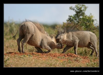 Warthog Disagreement #3