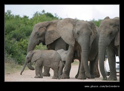 Elephants Road Crossing