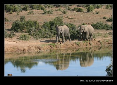 Elephants Watering Hole, Addo