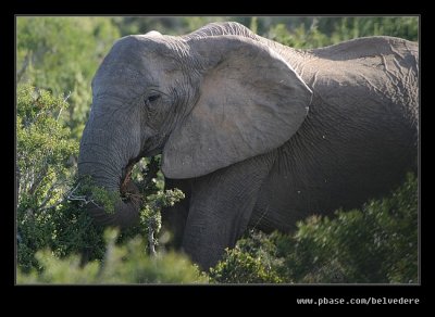 Elephant Lunchtime