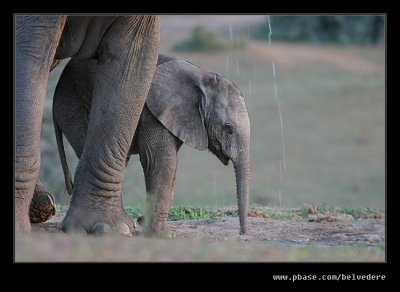 Elephants Drinking at Dusk #02