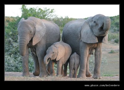 Elephants Drinking at Dusk #03
